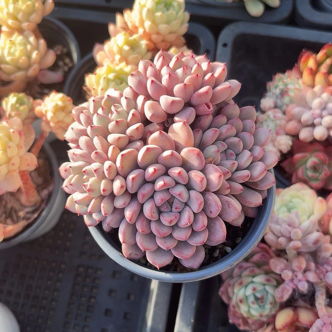 雪桃多肉植物24.8