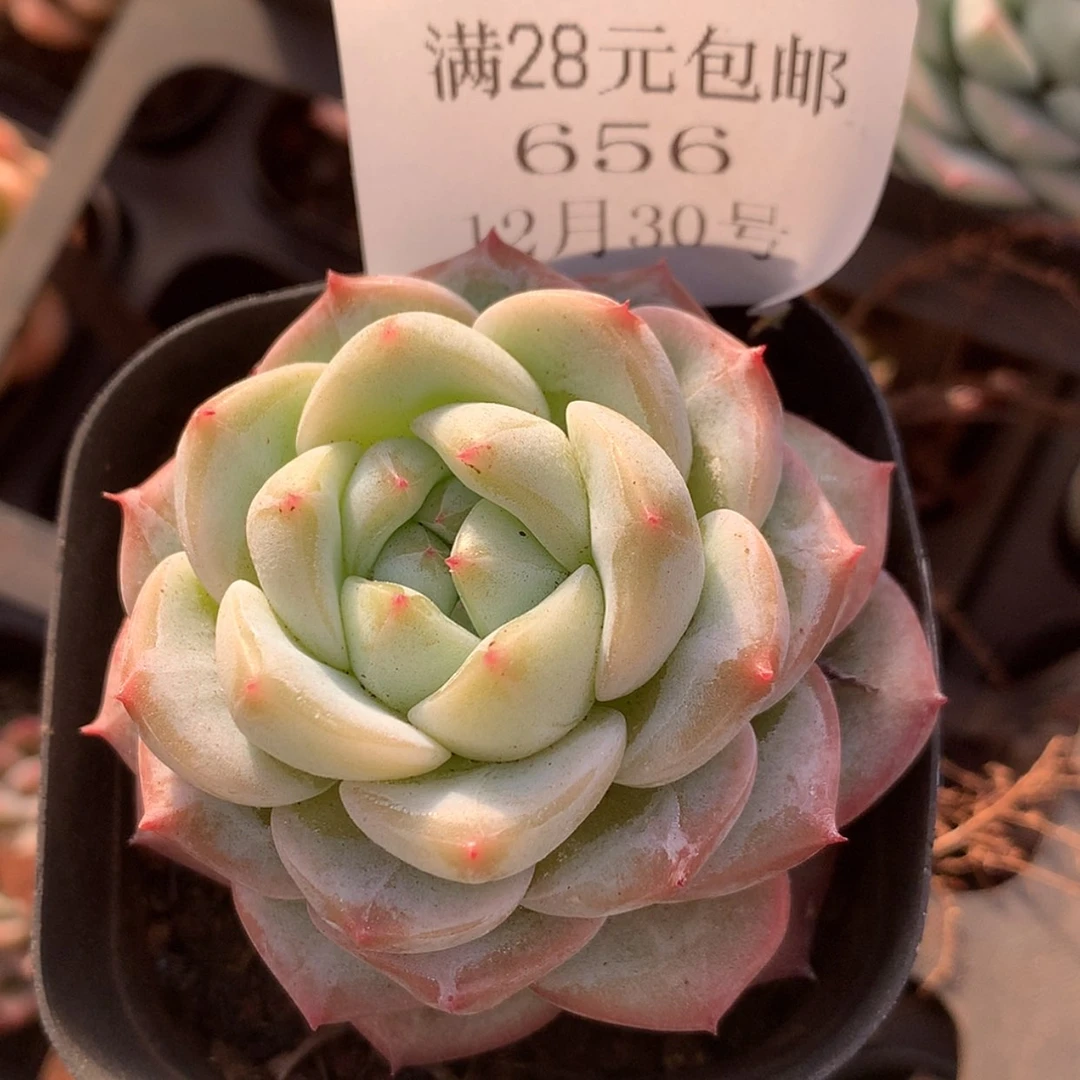 【闪购商品】云656号