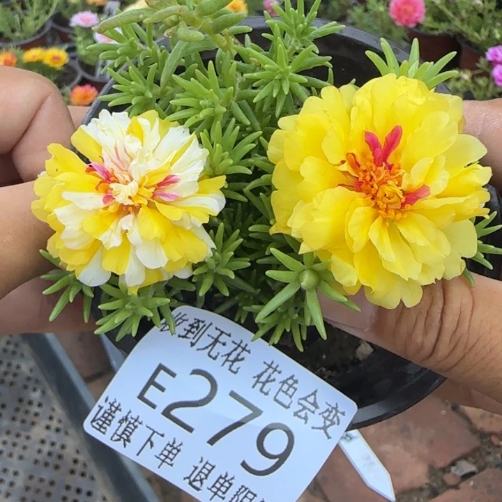 无花朵E279超小苗盆口10cm