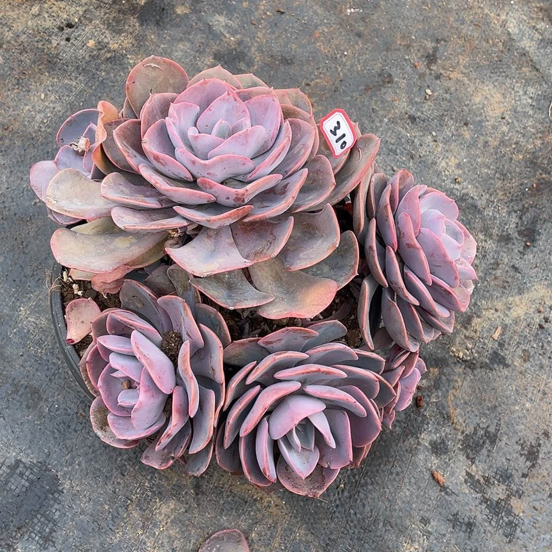 310尘埃玫瑰 一物一拍多肉