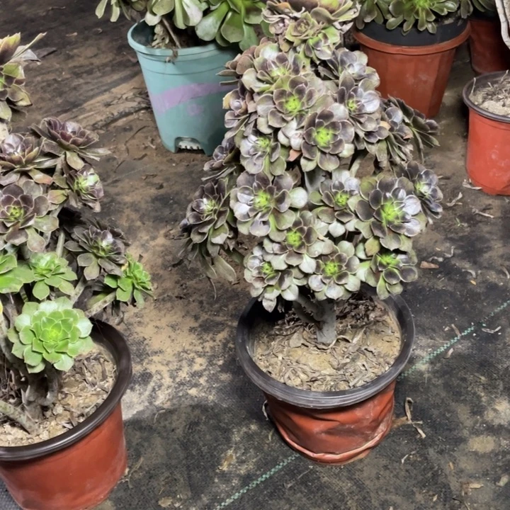 27灰法师多肉多肉植物