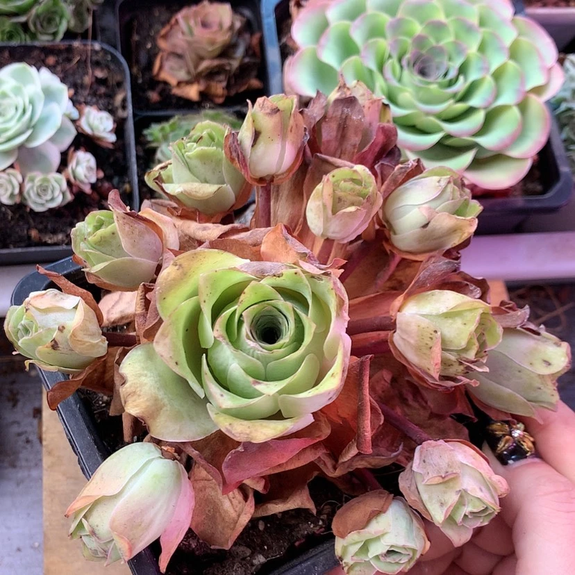 【闪购商品】老桩115