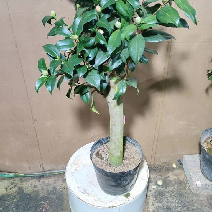 754六品，原盆原土发货，不包邮