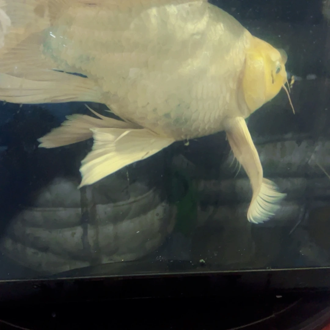 海水鱼蝴蝶鲤包邮78米