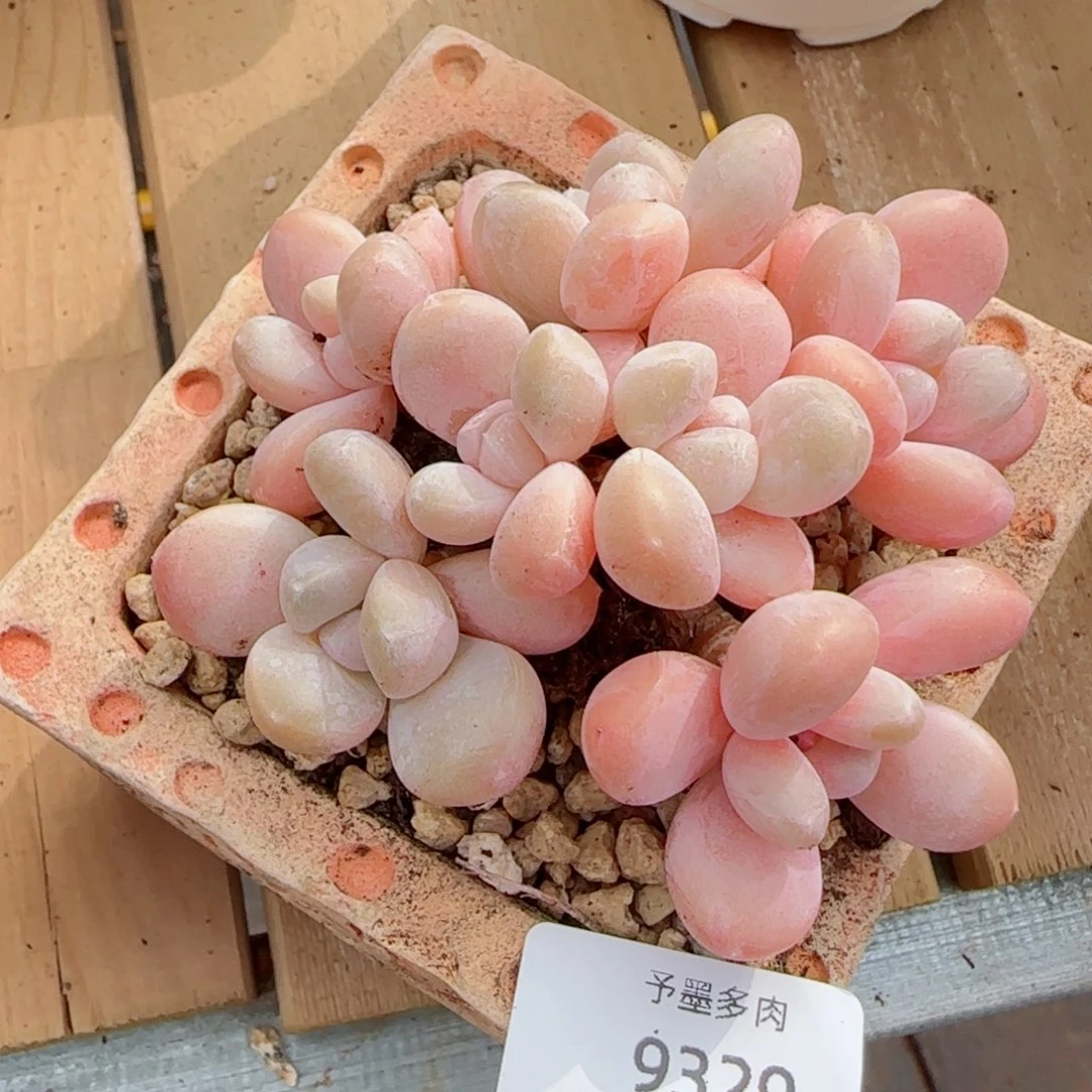 香玉无砍，9329多肉植物