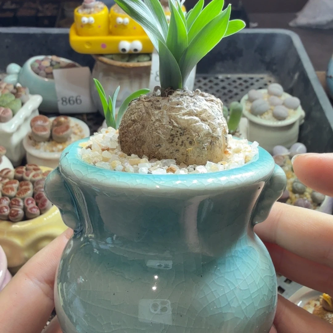 多肉葡萄的季节性好吗894