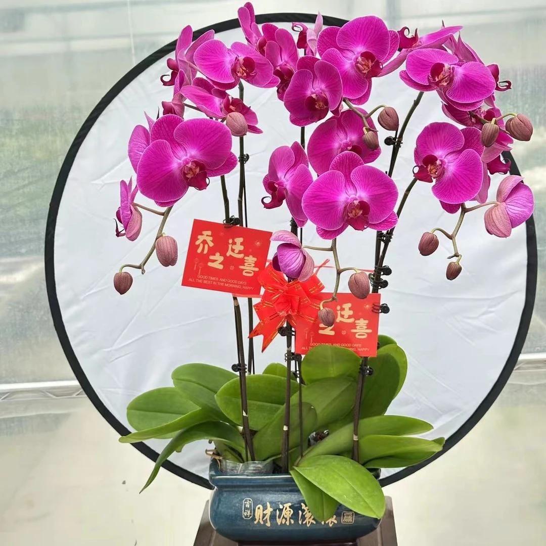 兰馨【中国红】杯蝴蝶兰盆栽  懒人花室内花容易生长植株阳台