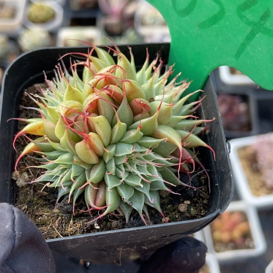 1634海胆多肉植物保护