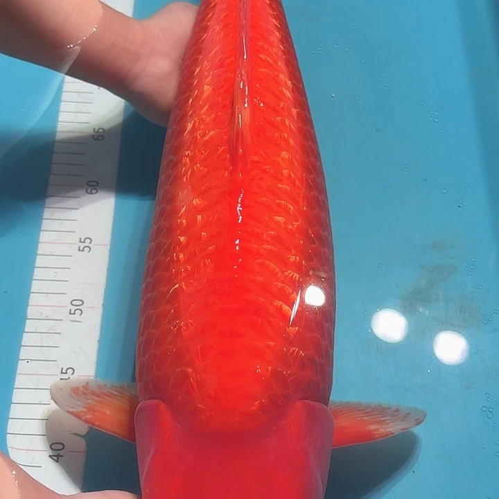 锦鲤尾形银鳞火狸专拍
