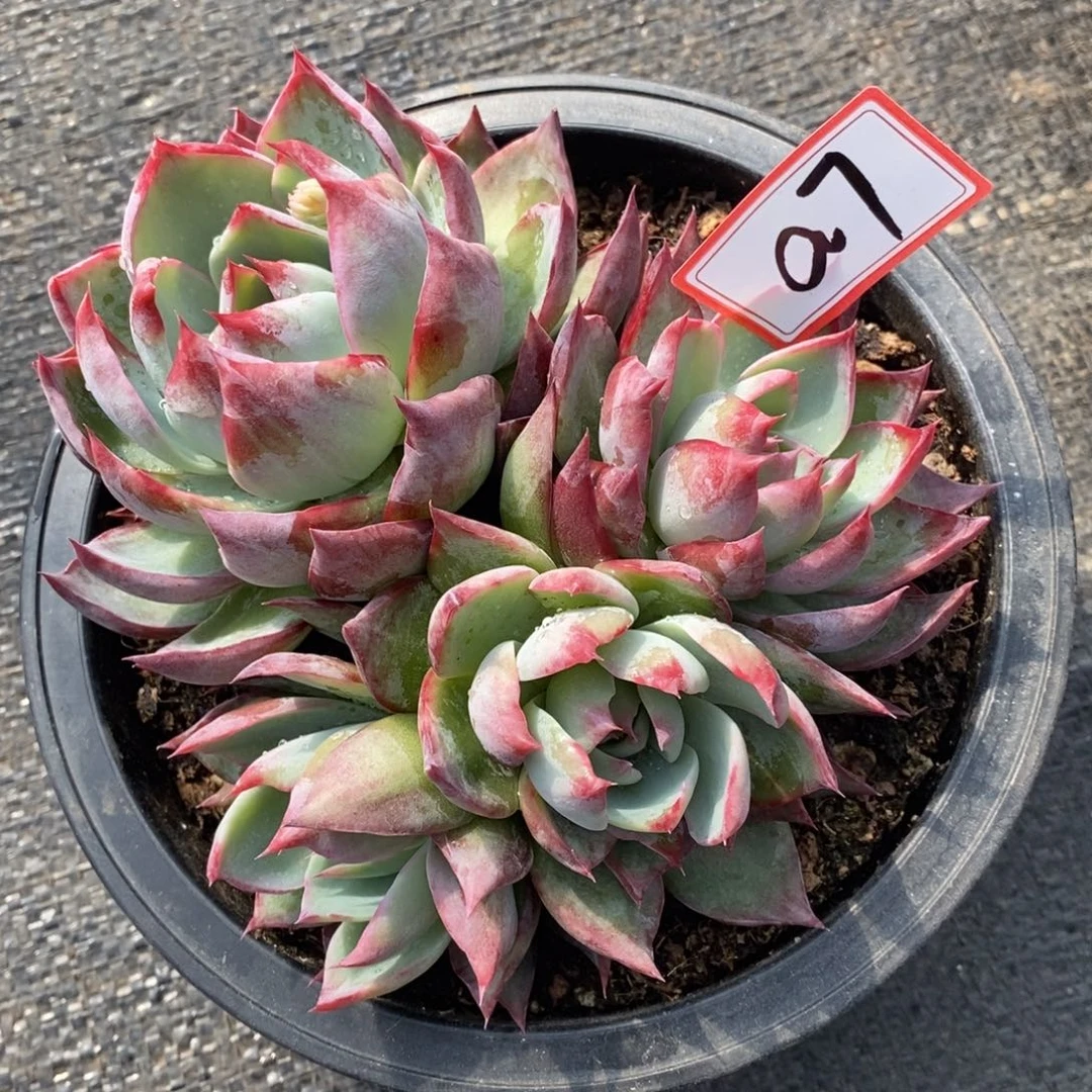 丁*鹰福利惊鸿群a7