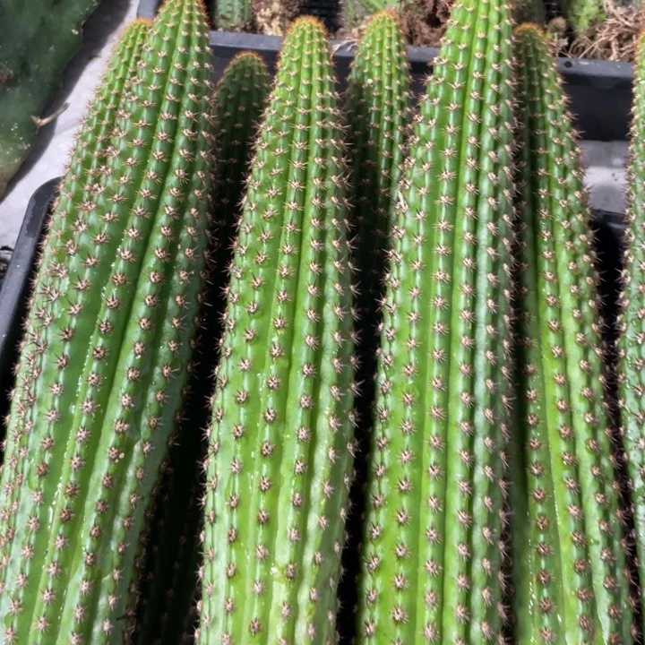 自根卡布奇诺金妞20以上