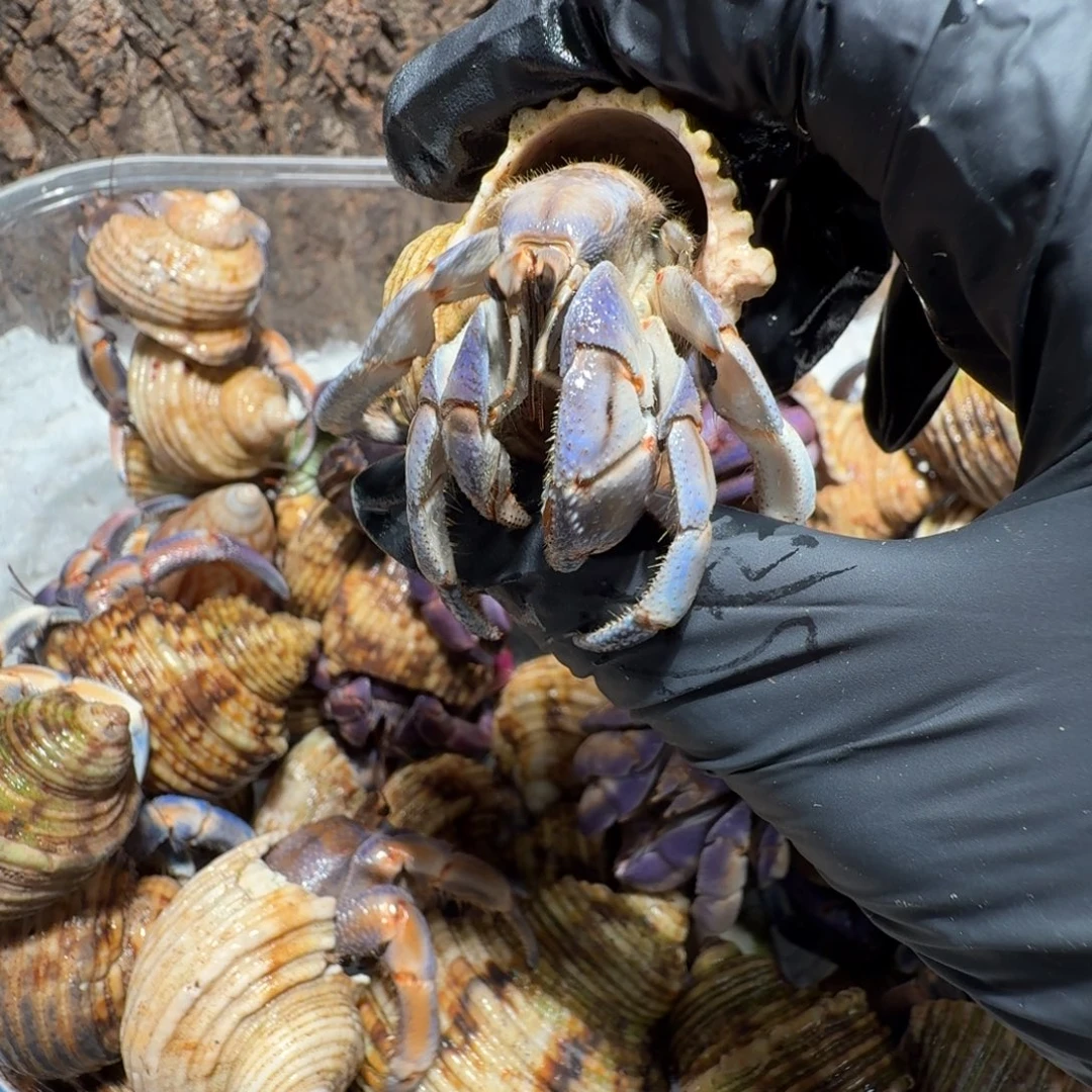 2号直播间紫陆2.5