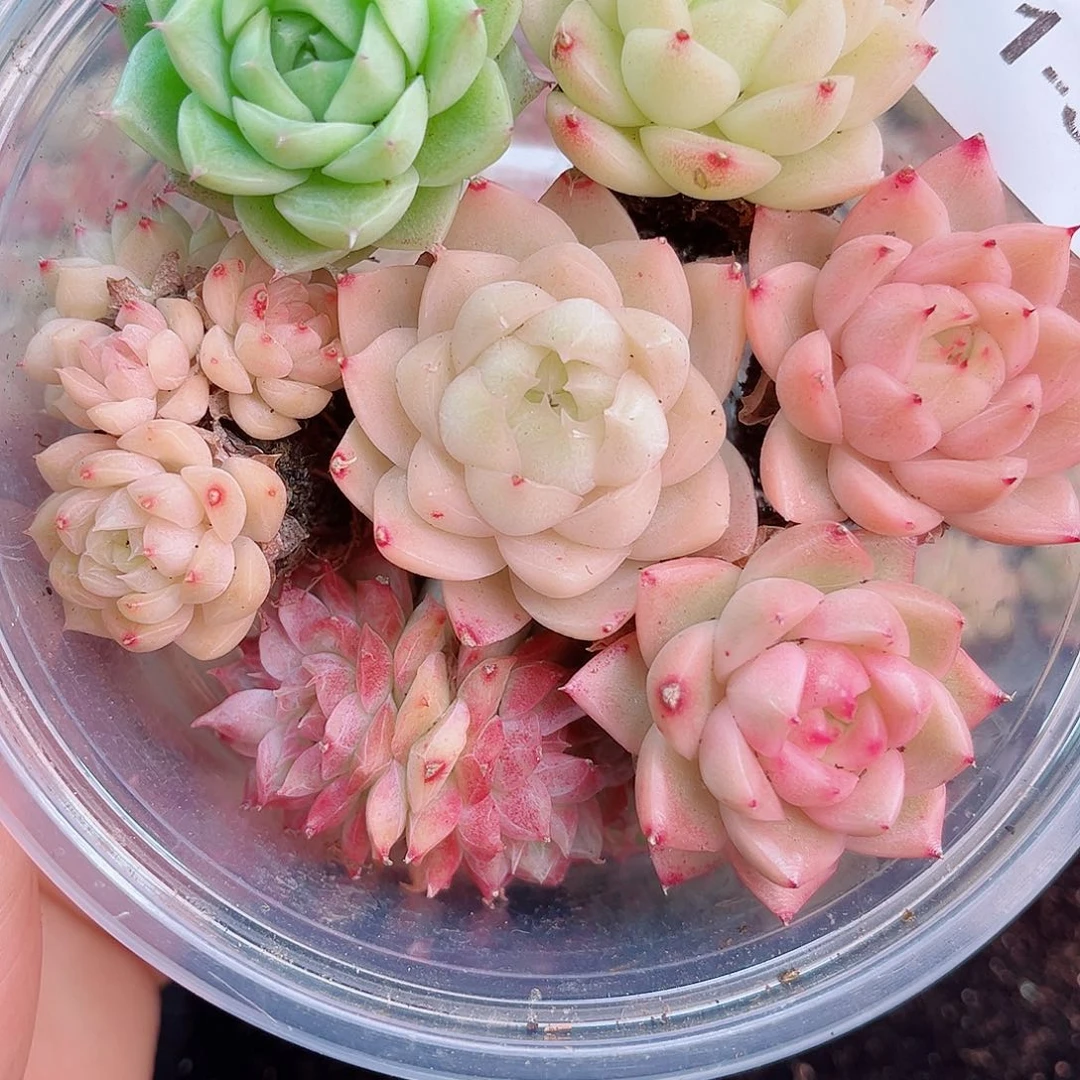 1-346 新疆西藏内蒙不发12.8包邮2-3公分多肉