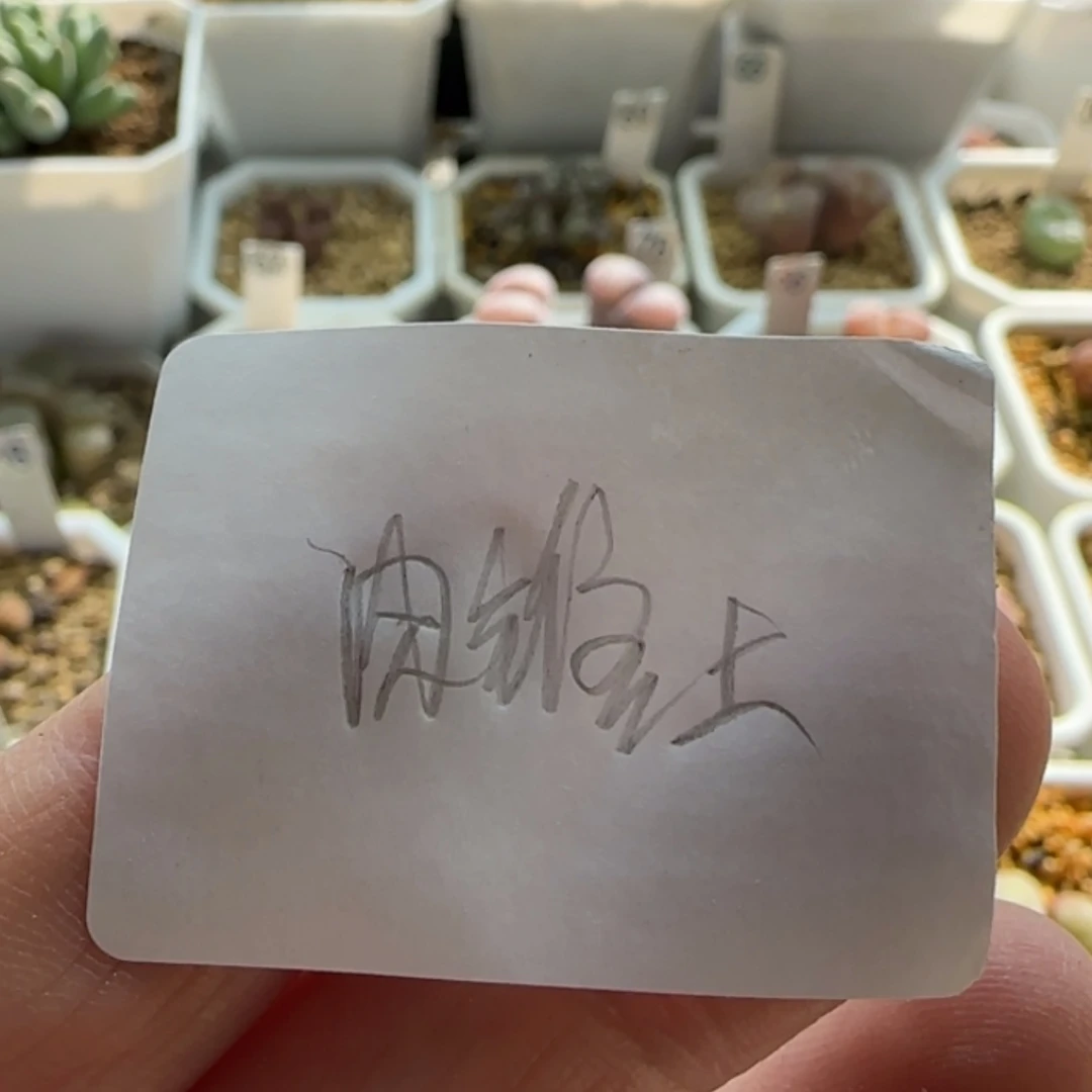 【闪购商品】小*菇肉锥土一袋5.6斤左右