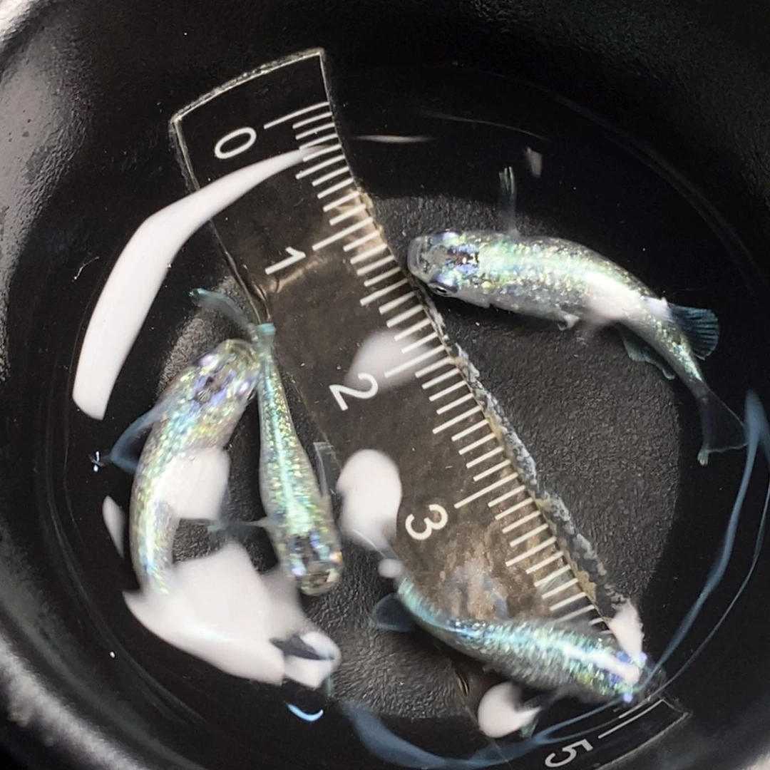 海水观背青鱂水滴一组5条