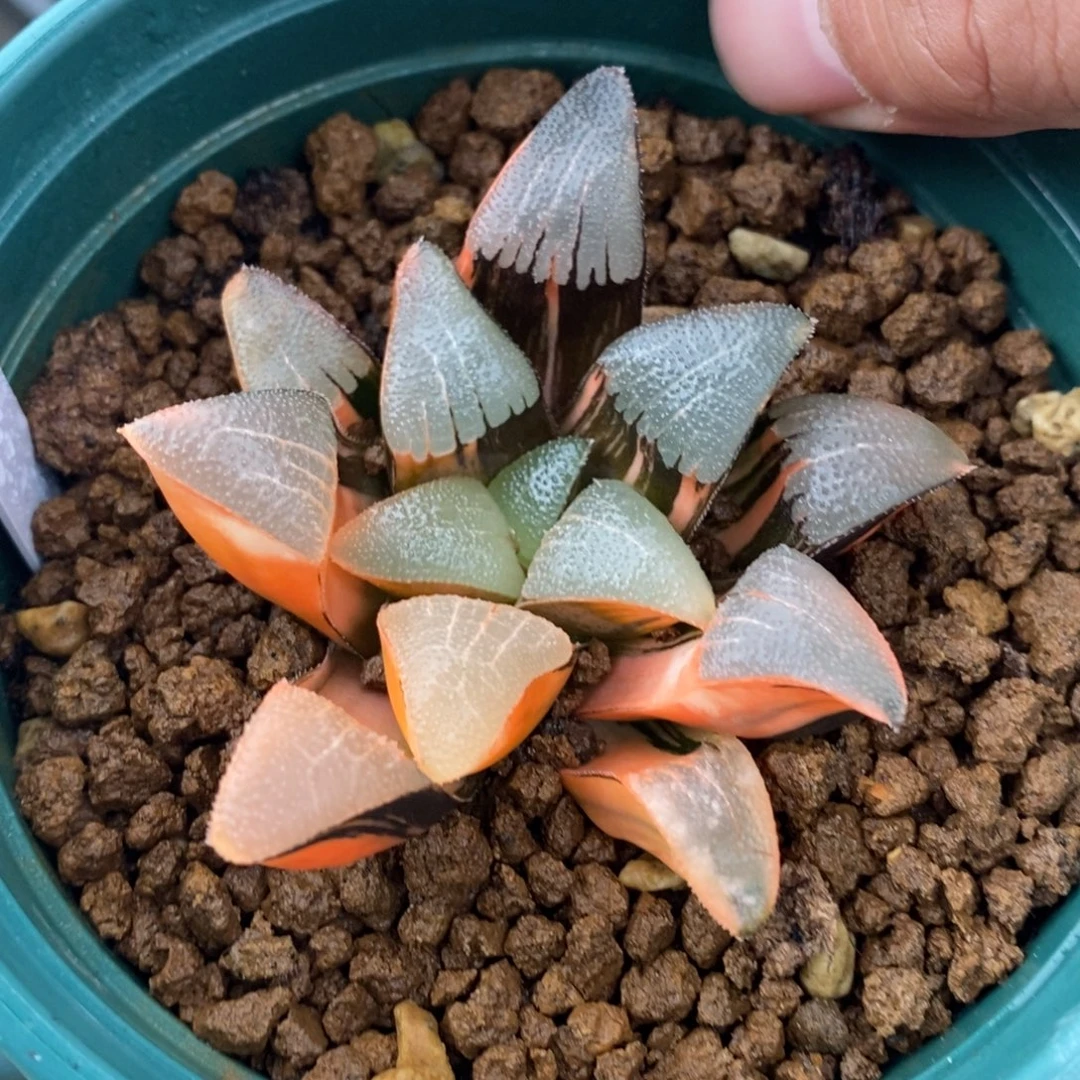 一颗实生大克锦。