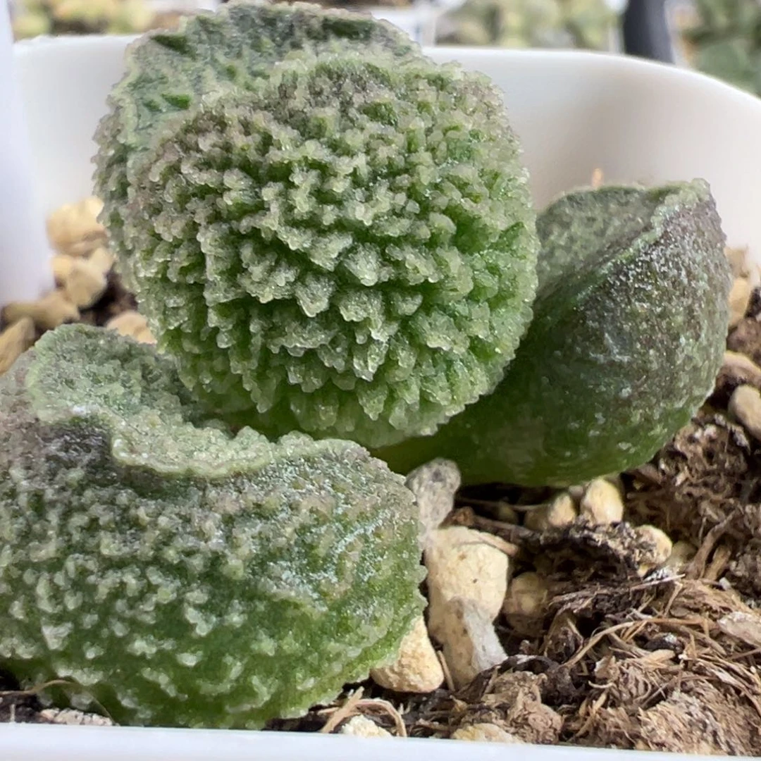实生新品单头纯木质桩多肉植物水泡