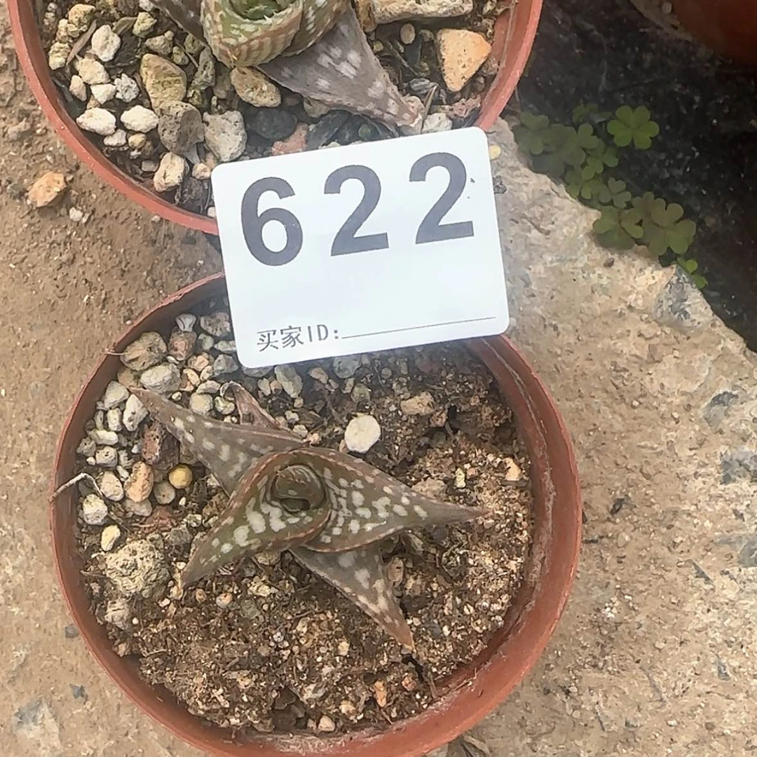 【闪购商品】君**舍块根植物布纹球