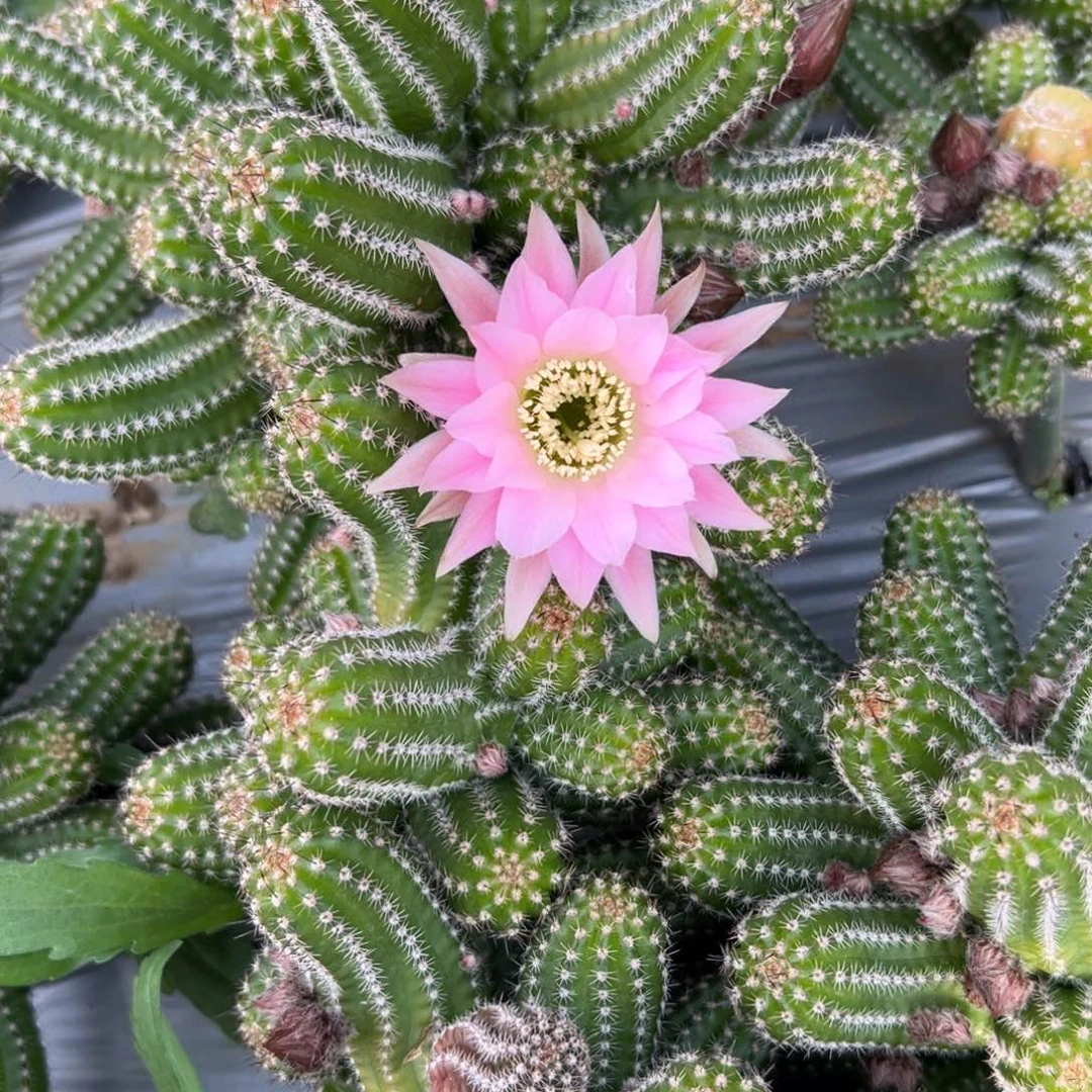 白檀仙人球244侧芽一个