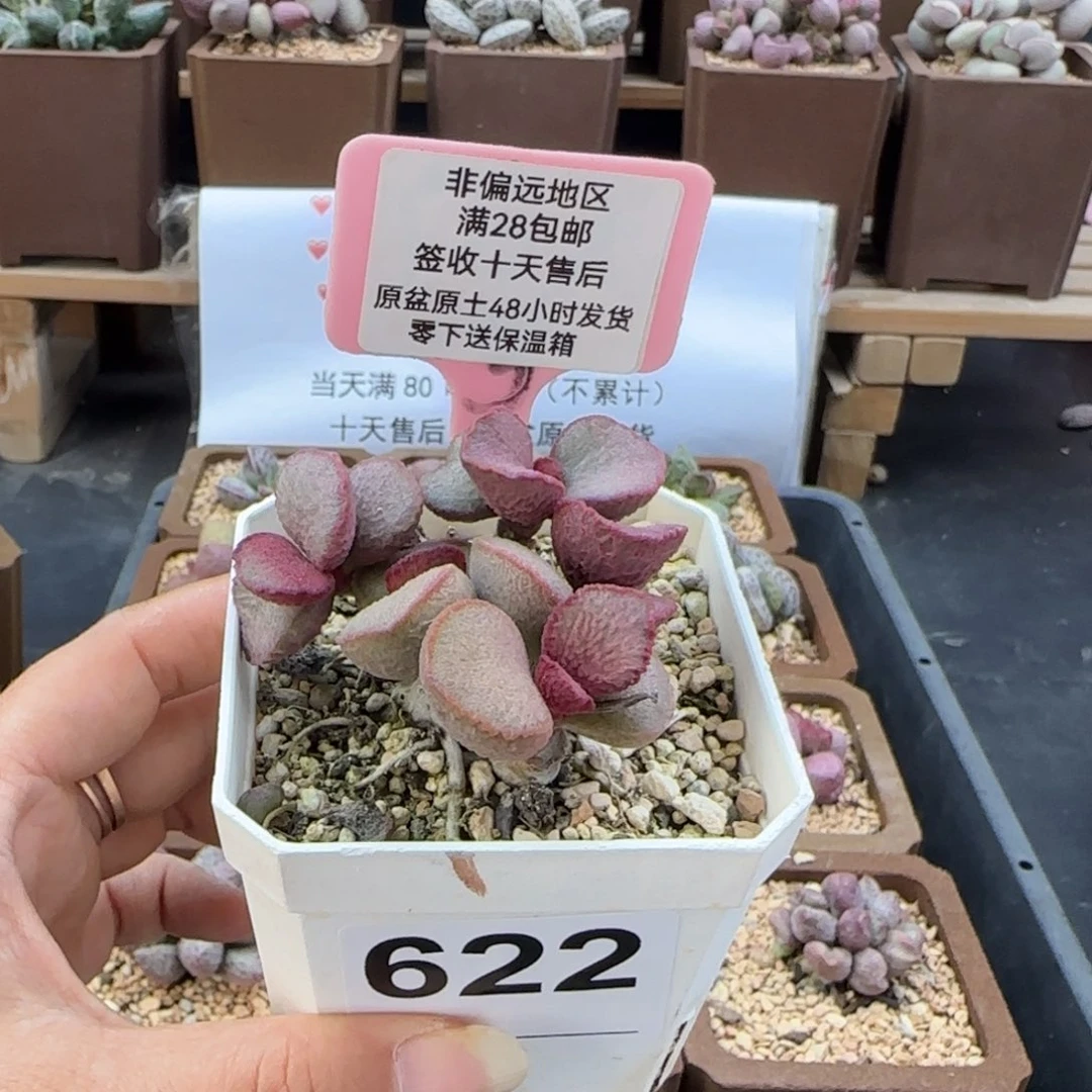 622妖姬多肉植物