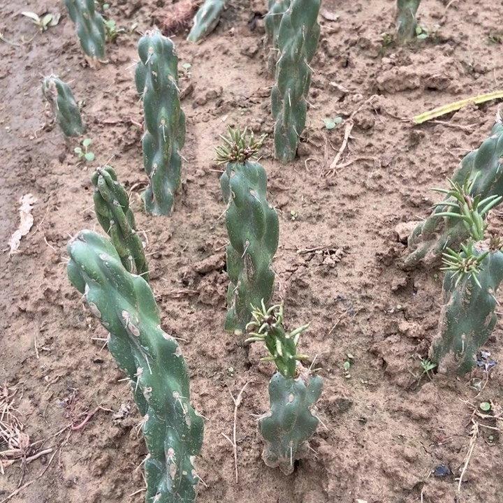 锁链掌一棵有根有小侧芽
