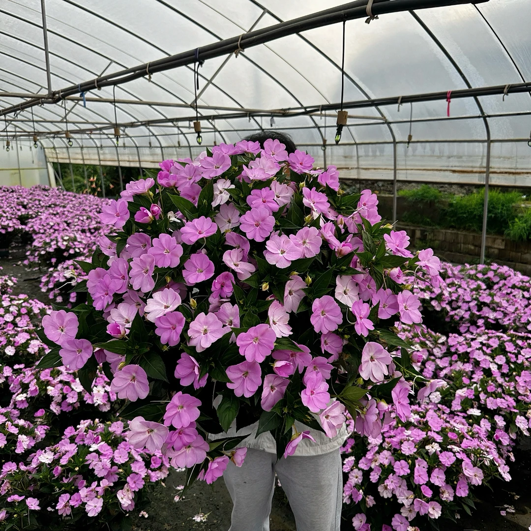 桑贝斯凤仙大花公主开花机器易养护四季开花