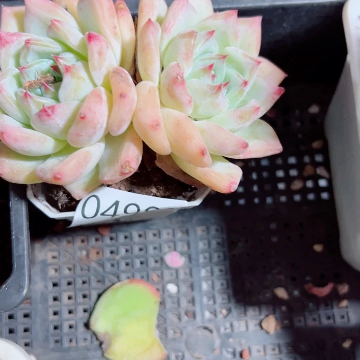 幸运的是我还没遇到过