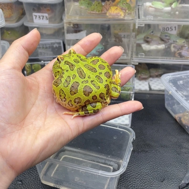 生***好角蛙特价钟角8774