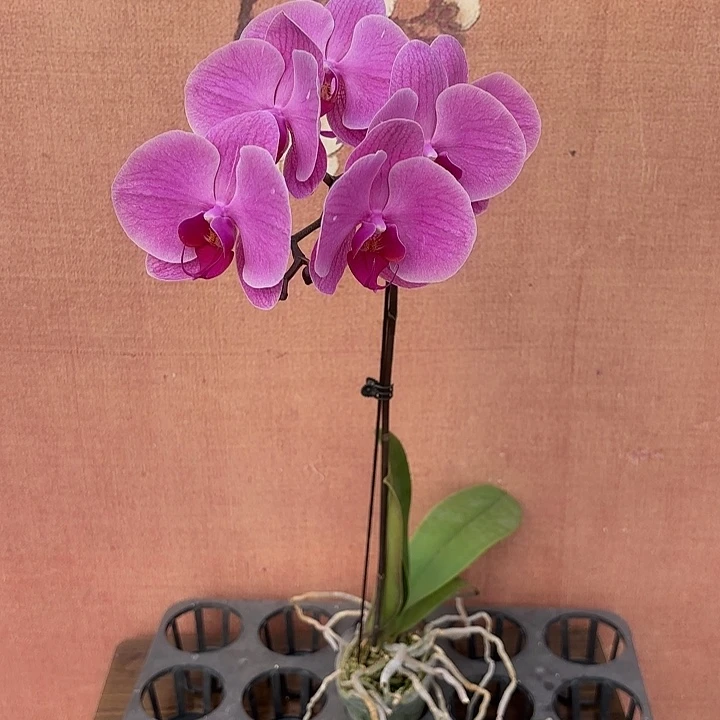 大***喵完全开放043蝴蝶兰实生