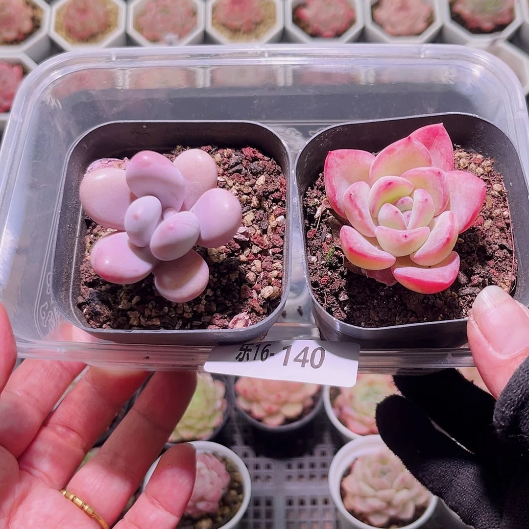 乐然16-140 多肉2颗