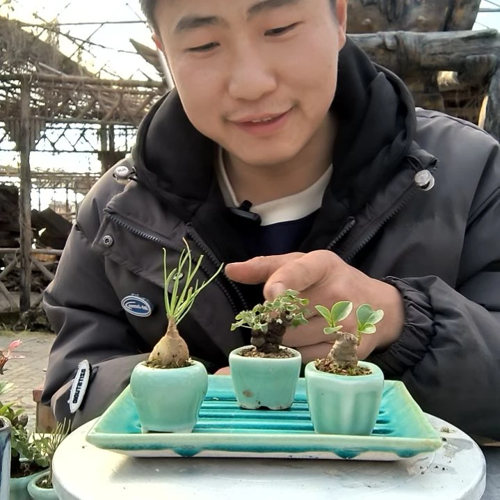 雪*小盆景小植物一物一拍279
