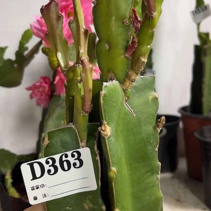 当前无花栽培后可以开花363