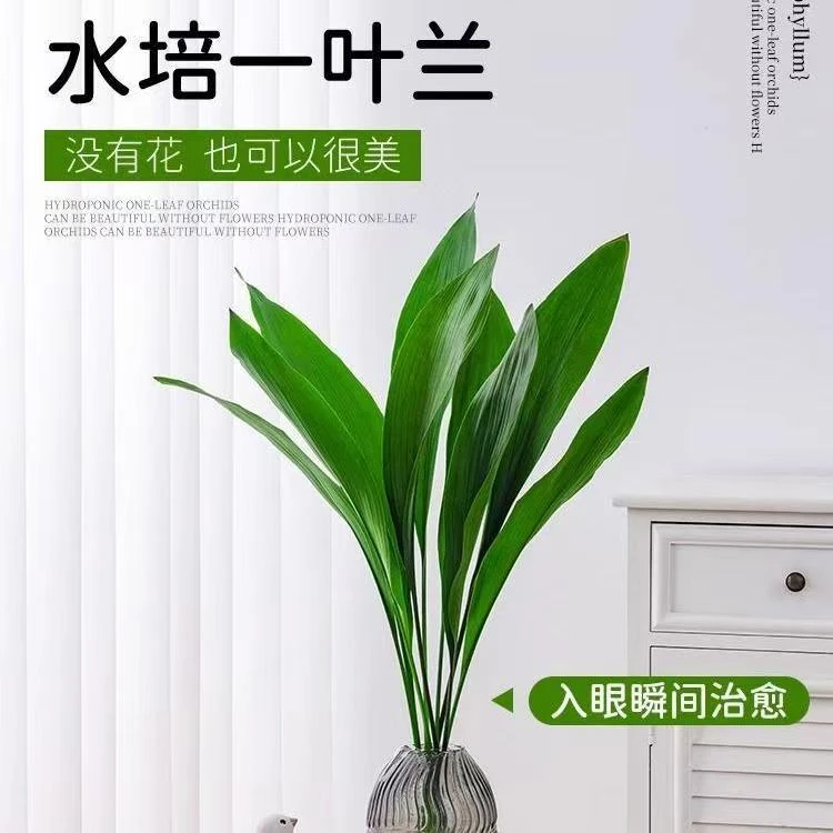 水培一叶兰室内盆栽四季常青好养活净化空气绿植