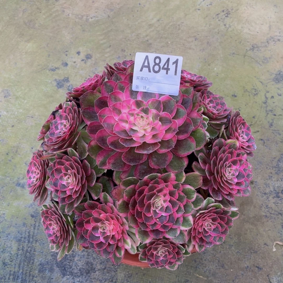 多肉孔雀翎0000000841