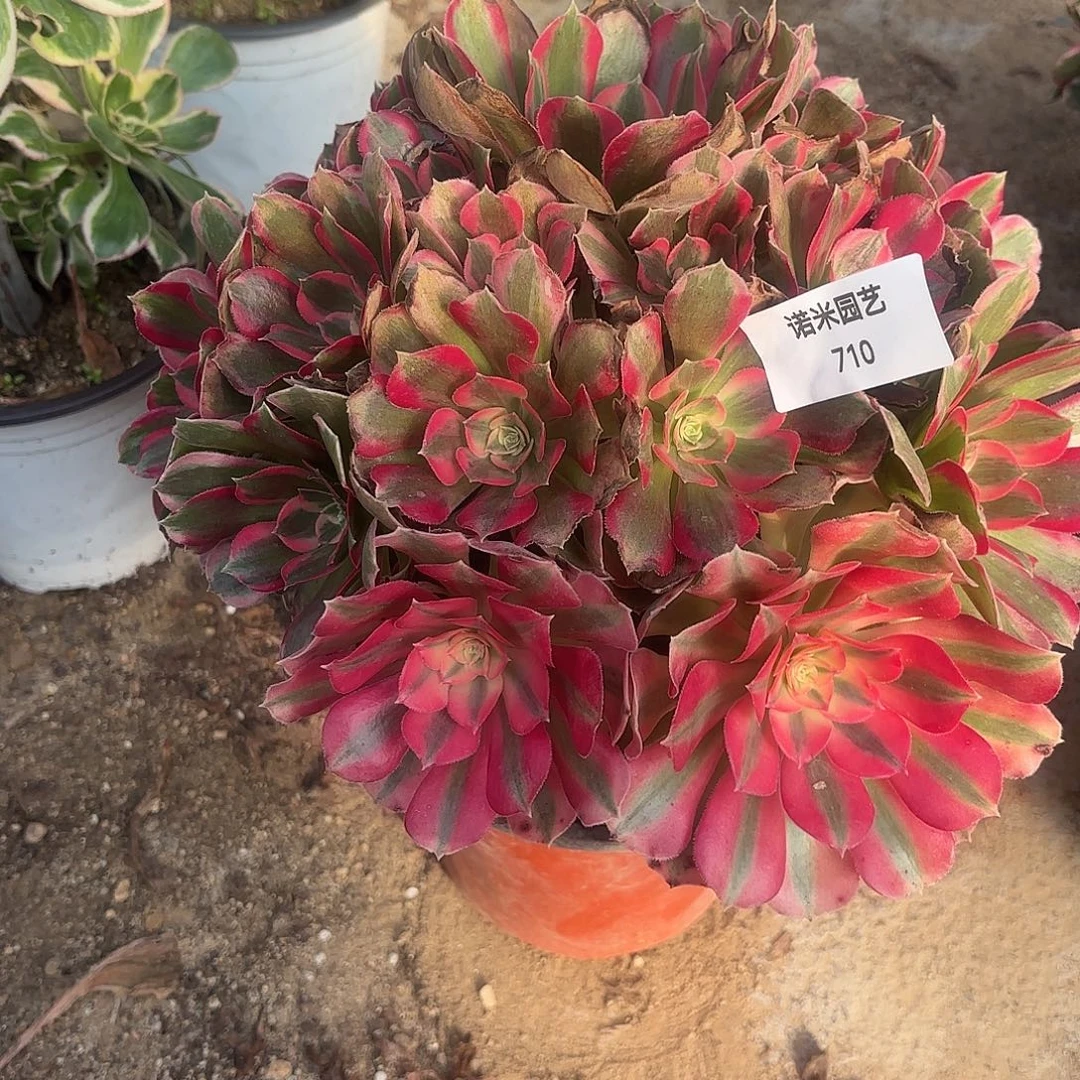 七彩石老庄多肉植物710