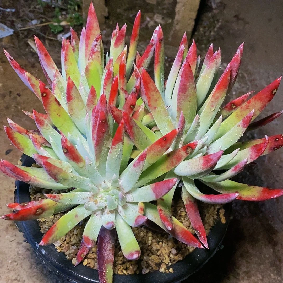 【闪购商品】哈哈哈哈奥罗拉多肉1342