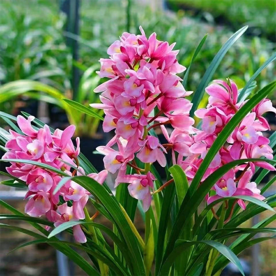 精品高端名贵兰花【浪漫樱花4-5花】绿植花卉室内外好养四季开花香