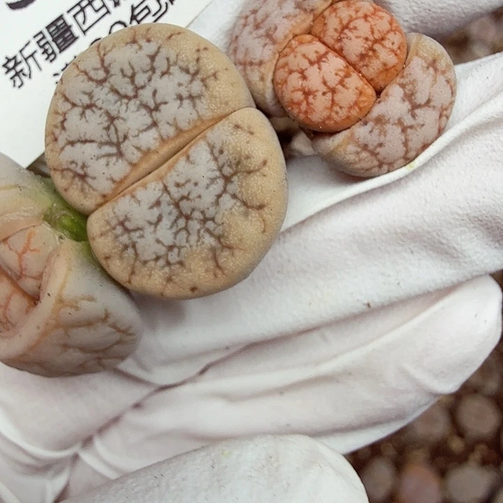 是的哦亲爱呢亲爱的想看311