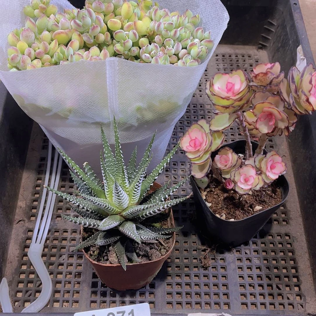 多肉071多肉植物