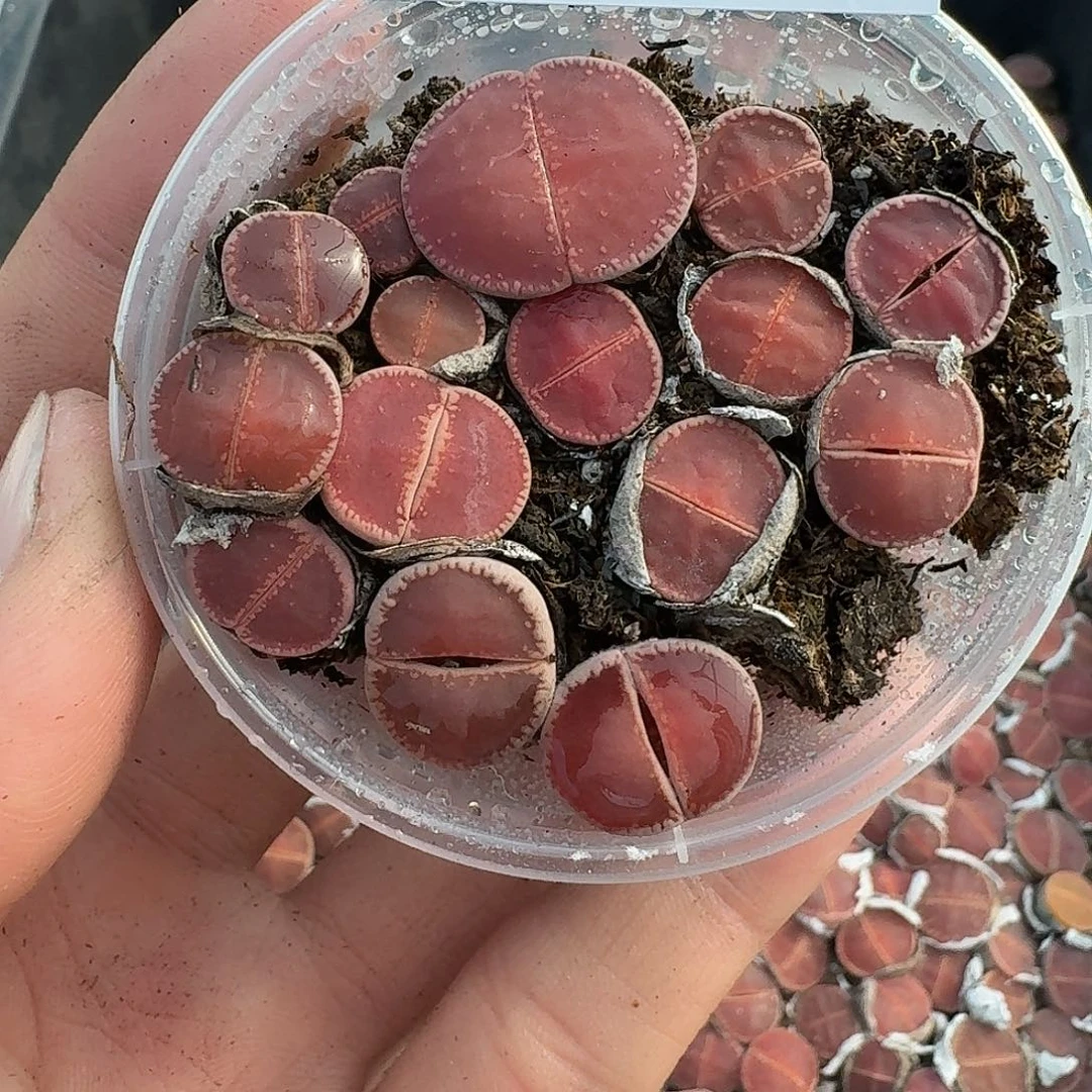 2662 哈哈哈哈哈哈哈哈