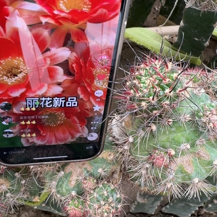 270丽花新品丽花歪无根侧牙3公分左右