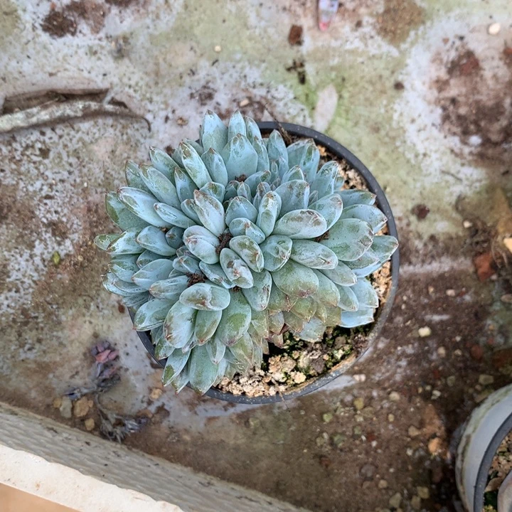 石榴籽小缀花花花