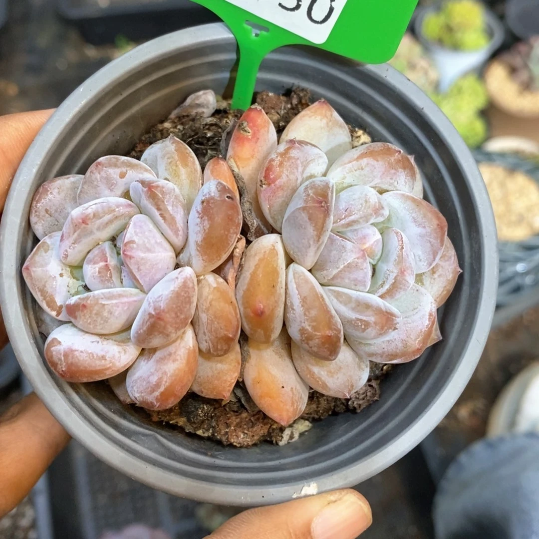 婷****815050多肉双头多肉