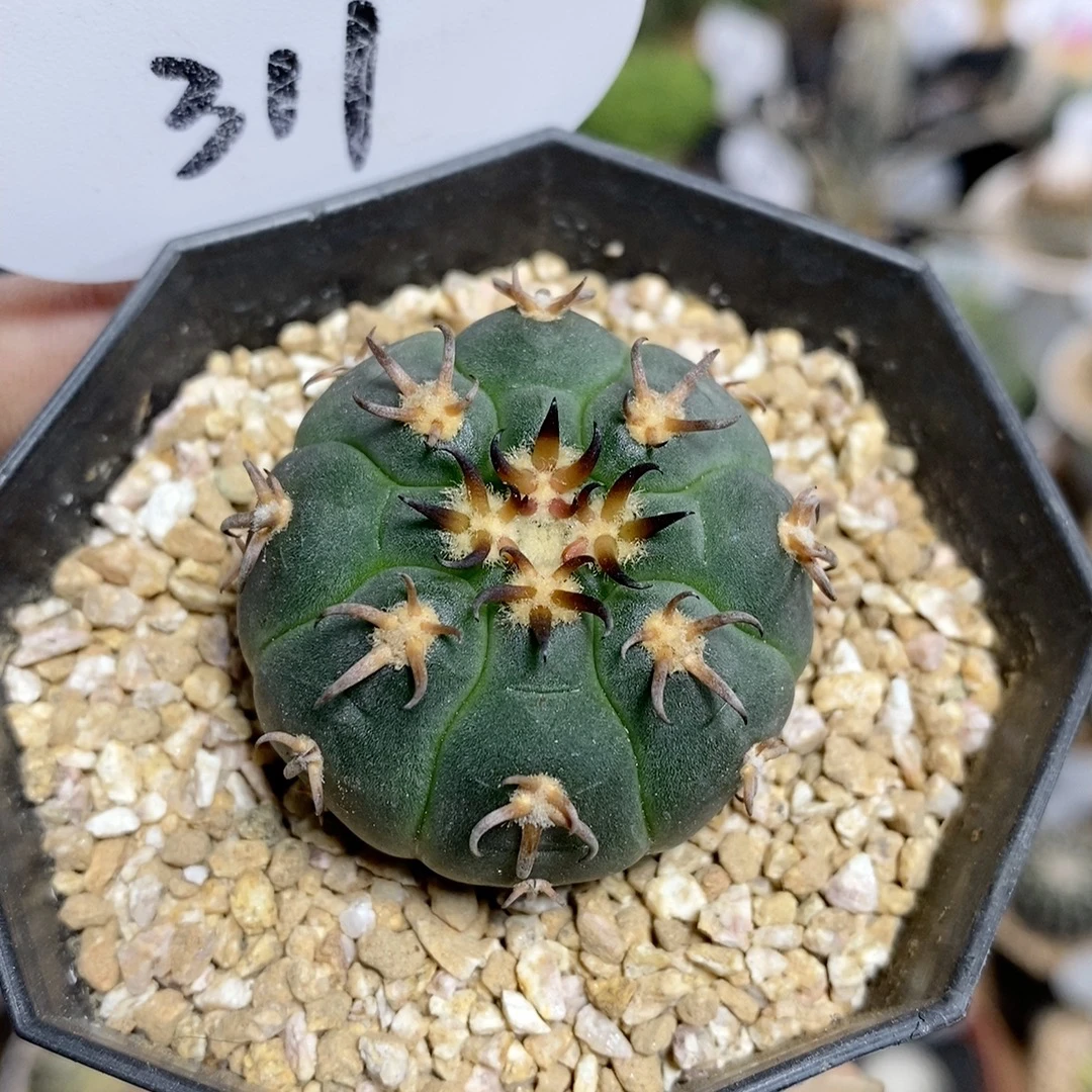 仙人球块根一物一拍 311号实生猫爪3.6cm