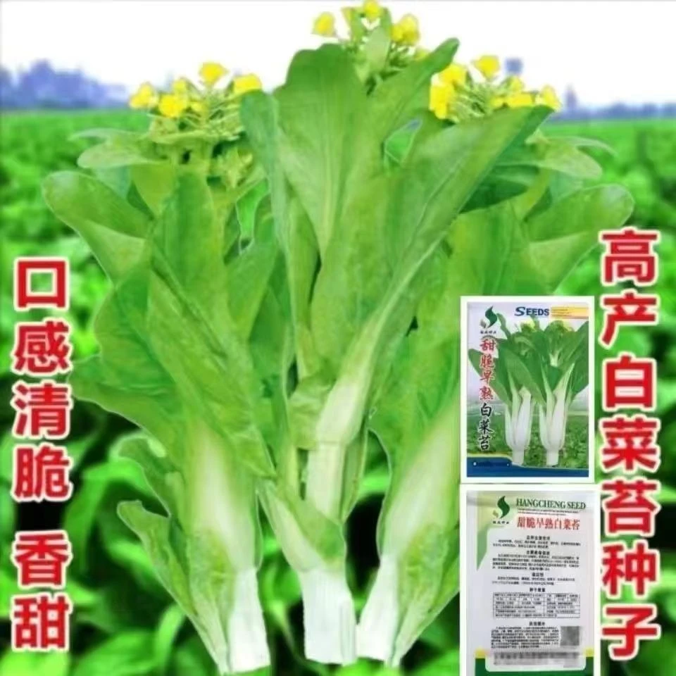 新品原装白菜苔种籽早熟高产脆甜白菜心白菜苔青菜苔种子四季蔬菜