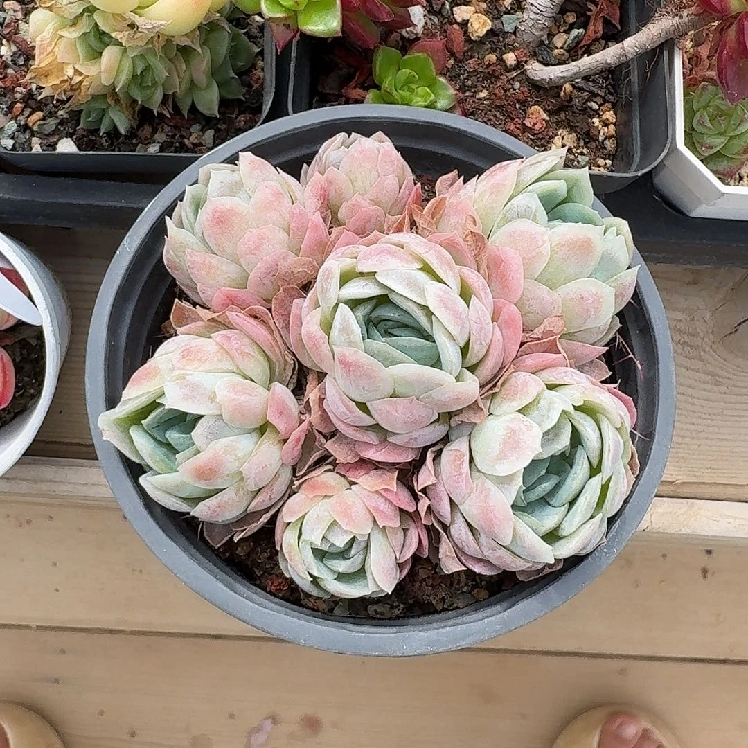 糖***的糖葫芦专拍上班上班不上班上班上班