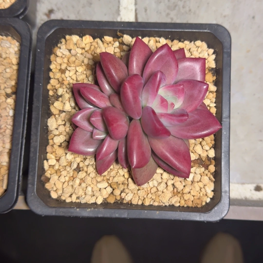赫菲斯托 双头 一物一拍
