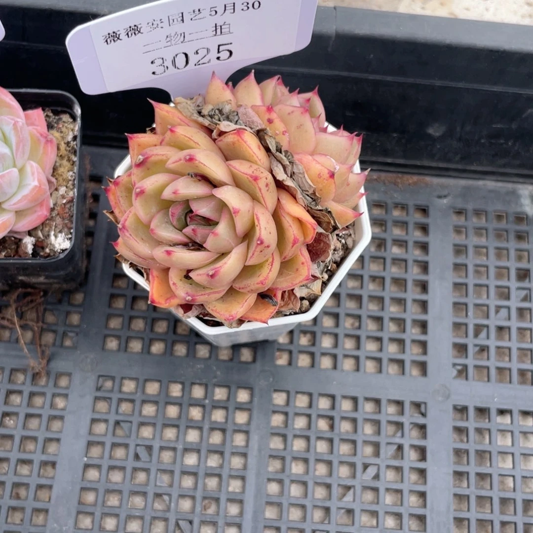 薇薇安园艺多肉3025