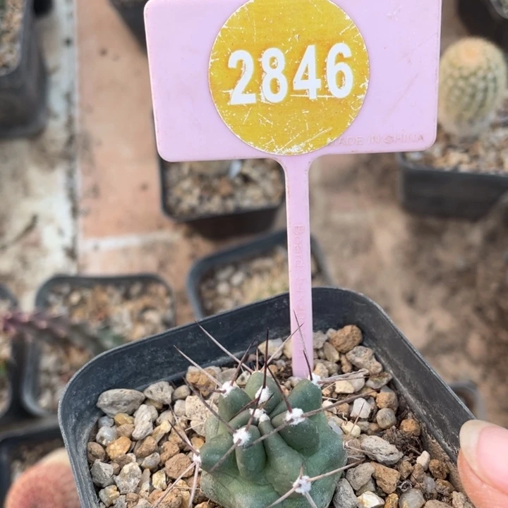 九***天实生虾2846000000