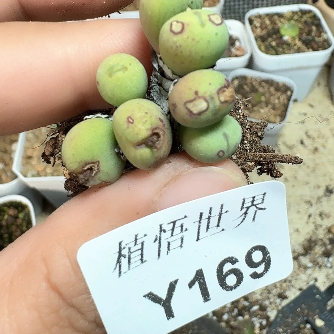 169号多肉植物哇c